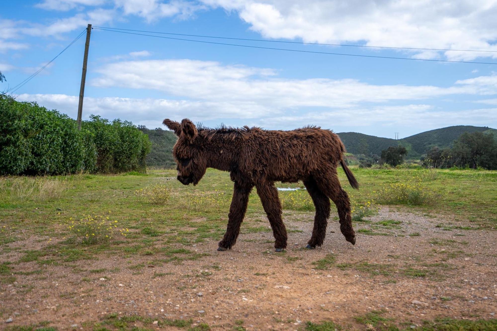 Burro Ville By Host Wise Portimão Exterior photo