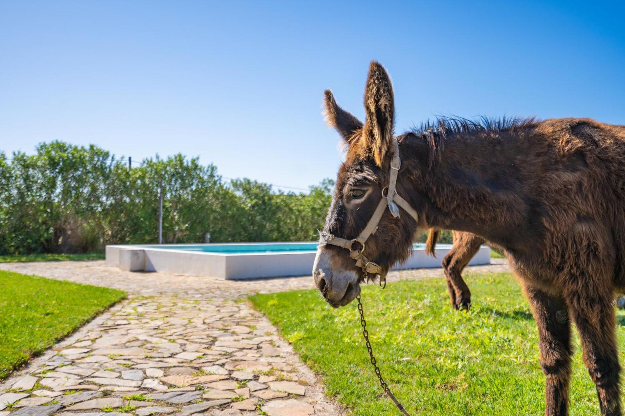 Burro Ville By Host Wise Portimão Exterior photo
